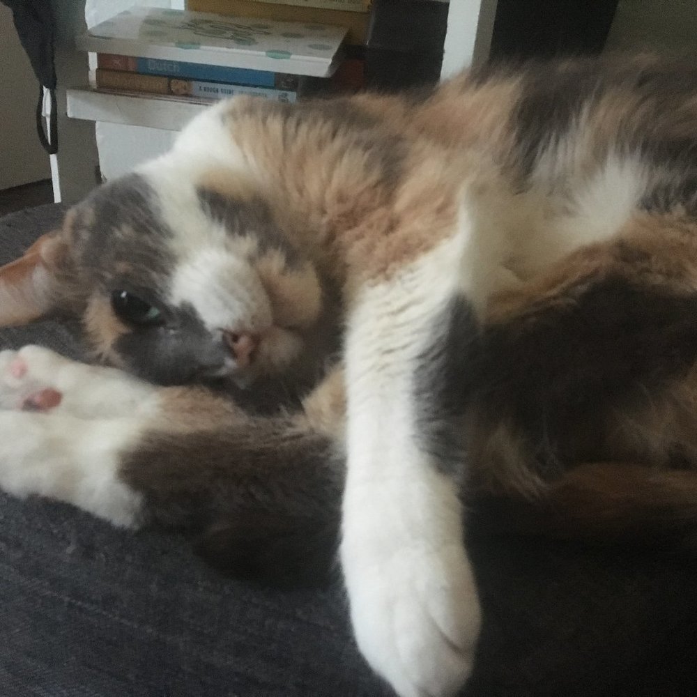 Meet your Posher, Astara